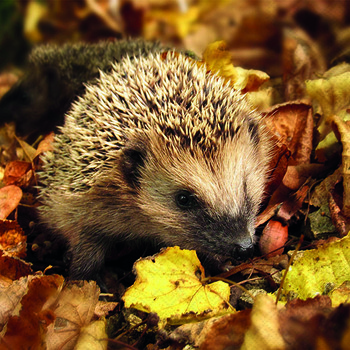 Servietten 33/33 Amb. Igel