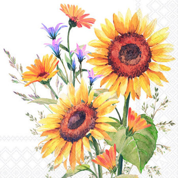 Serv. 25/25 Amb. Sonnenblume