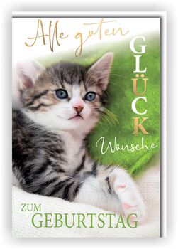 Bill. Geburtstag Katze