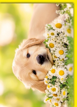 Bill. Blanco Hund