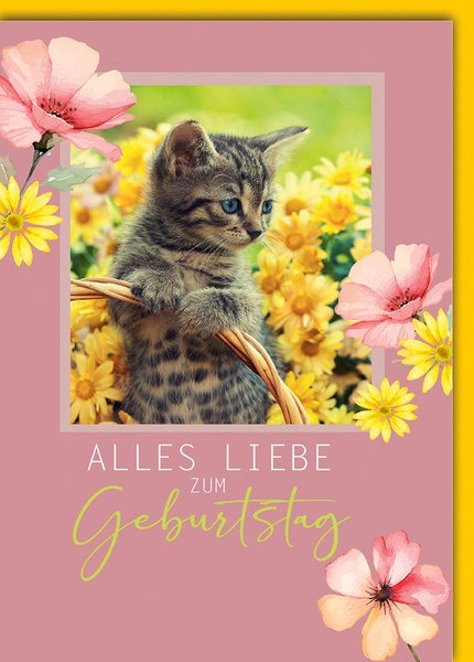 Bill. Geburtstag Katze Bill. Geburtstag Katze