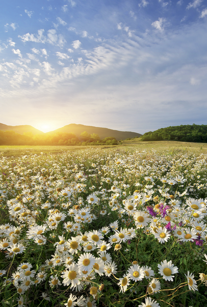 Bill. Blanco Blumenwiese
