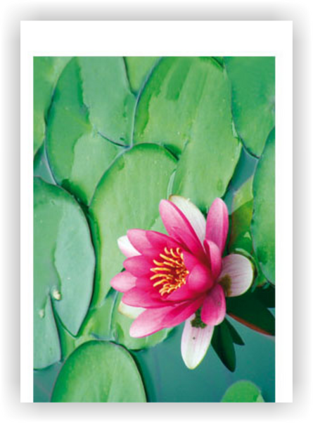 Bill. Blanco Seerose