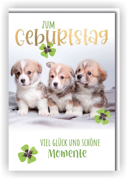 Bill. Geburtstag Hunde Welpen Bill. Geburtstag Hunde Welpen