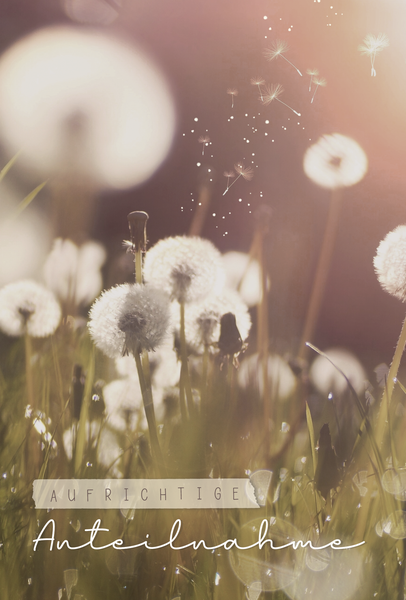 Bill. Trauer Pusteblume