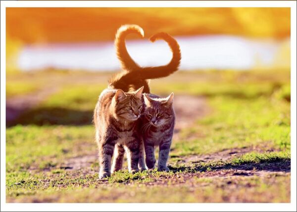 Bill. Blanco 2 Katzen