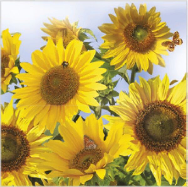 Servietten 33/33 Sonnenblumen