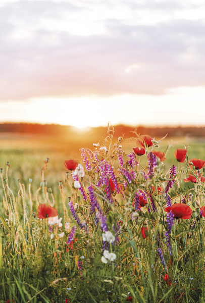 Bill. Blanco Blumenwiese