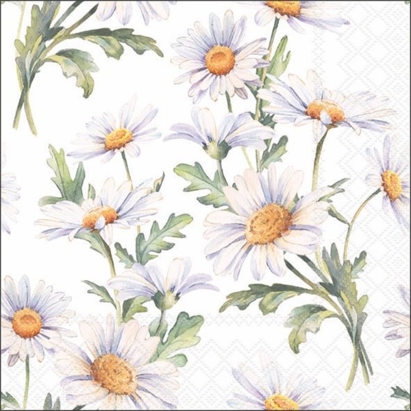 Serv.33/33 Amb. Daisies Serv.33/33 Amb. Daisies