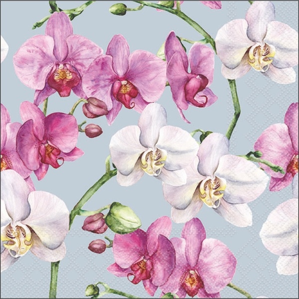 Serv.33/33 Amb. Orchidee Serv.33/33 Amb. Orchidee