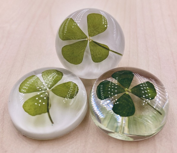 Echtes 4-blättriges Kleeblatt