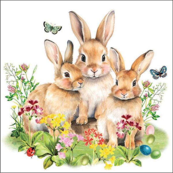 O-Serv. 33/33 Amb.Hasenfamilie